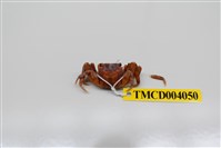 藏品(角額仿相手蟹)的圖片